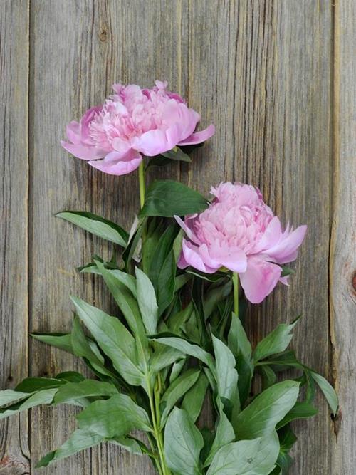 JULES ELIE  PINK PEONIES